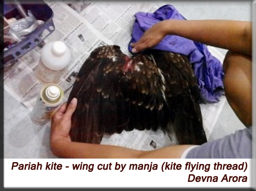 Devna Arora - Kite with broken wing